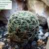 Sulcorebutia _vasqueziana_ ssp.vasqueziana 'albispina' 01